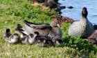Ducklings